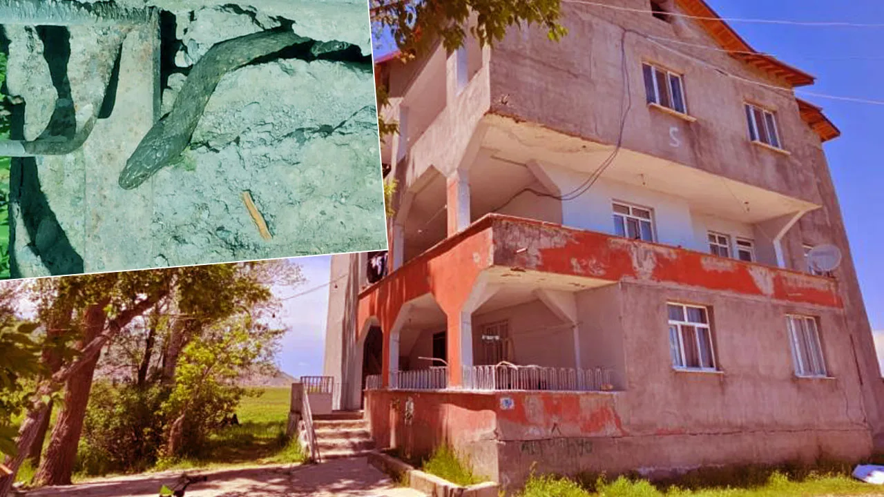 Yılanlar evi sardı! Muş’ta aile korku içinde yardım bekliyor