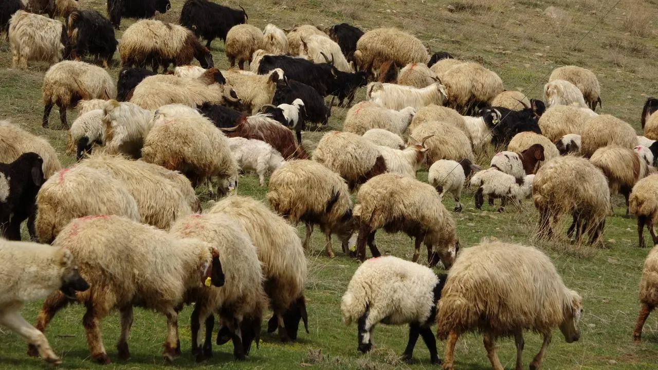 Iğdır'da dağ yolunda sürünün başına gelenlere kimse inanamadı! 400 hayvan telef oldu, 5 kişi yaralandı