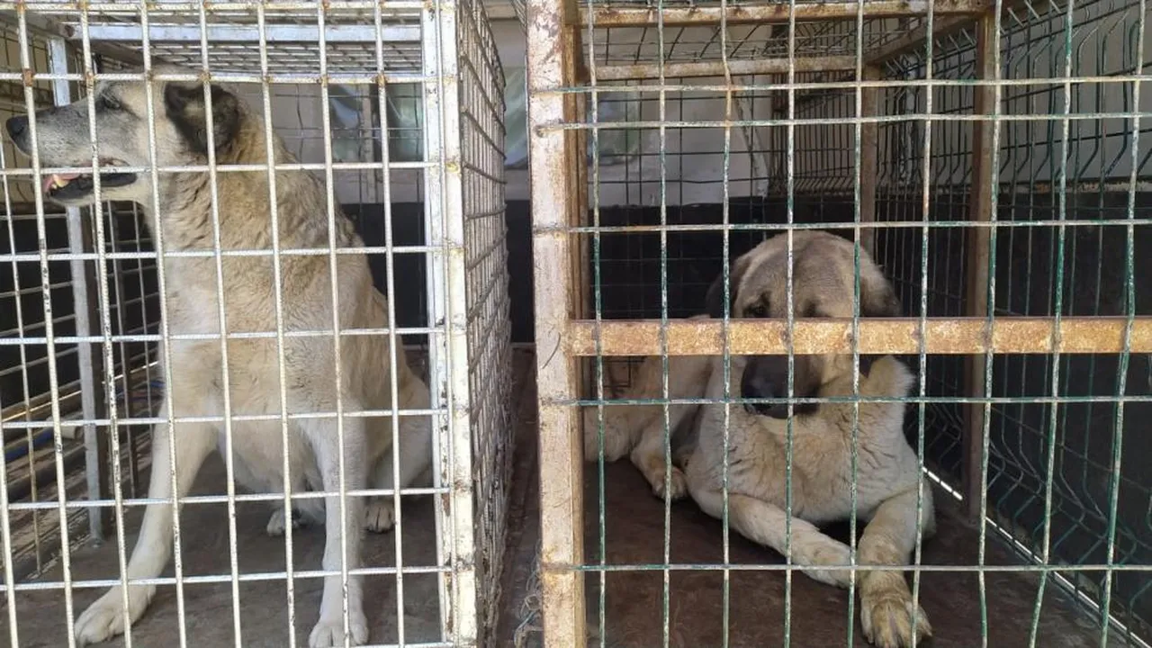 Kız kardeşler kabusu yaşadı! Kaçarken düştü, köpekler üzerine çullandı