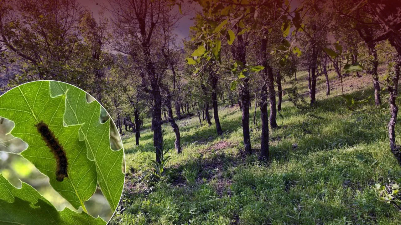 Ormanı tırtıllar bastı! Ağaçlar kurumaya başladı
