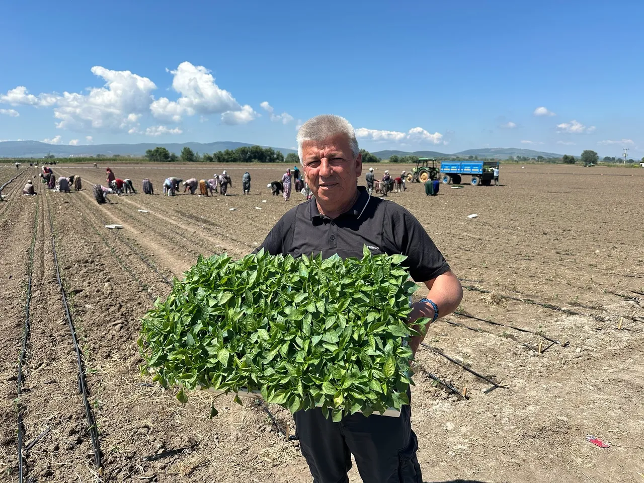 Dikimi 2 hafta geç başladı! Her sofrada var! İtalyanın pizzasında bile kullanılıyor... Kapya biberde rekolte beklentisi arttı