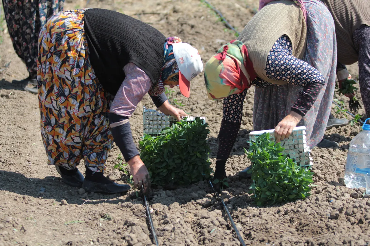 Dikimi 2 hafta geç başladı! Her sofrada var! İtalyanın pizzasında bile kullanılıyor... Kapya biberde rekolte beklentisi arttı