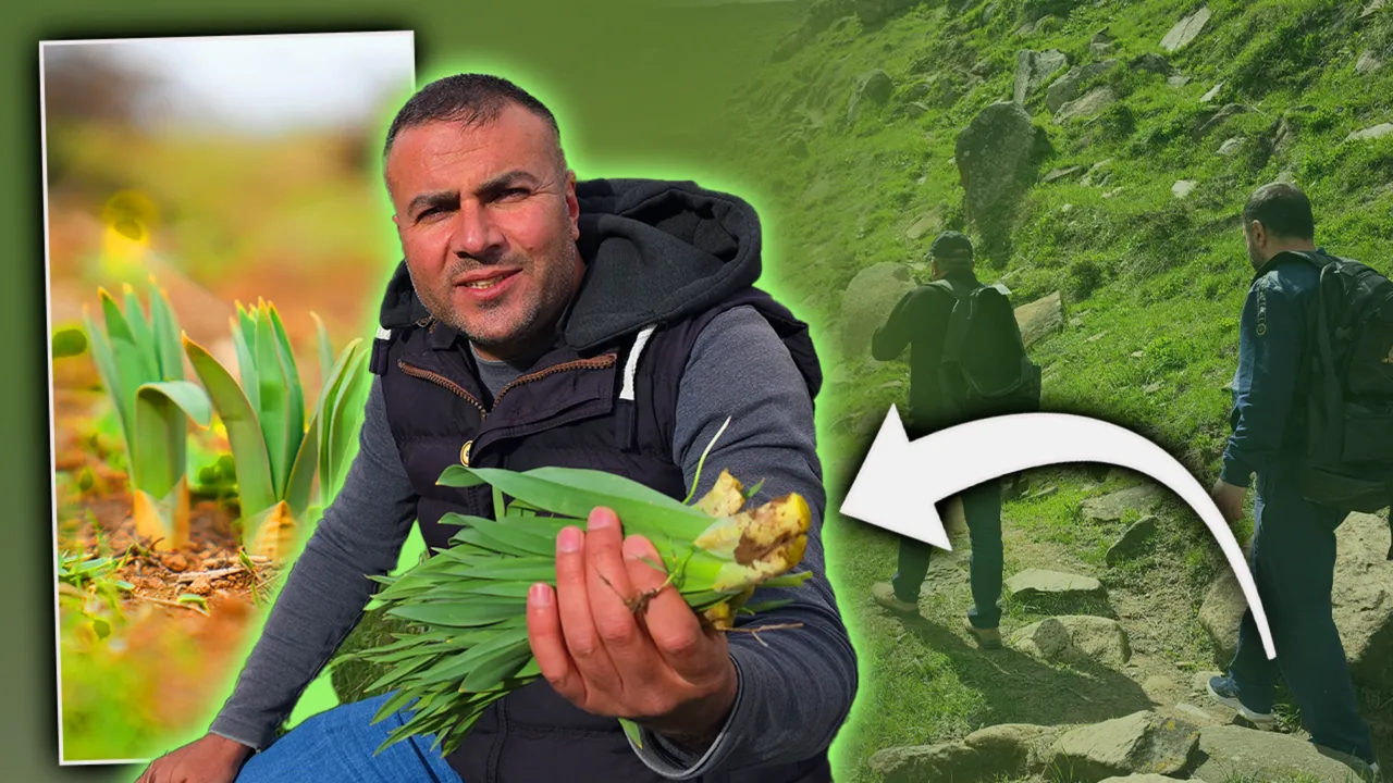 Kilosu 50 TL! Dağlarda yetişen doğal antibiyotik, zirveye tırmanıp poşet poşet topluyorlar