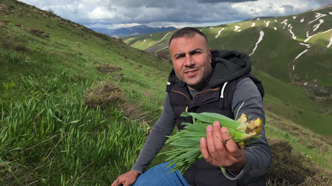 Kilosu 50 TL! Dağlarda yetişen doğal antibiyotik, zirveye tırmanıp poşet poşet topluyorlar
