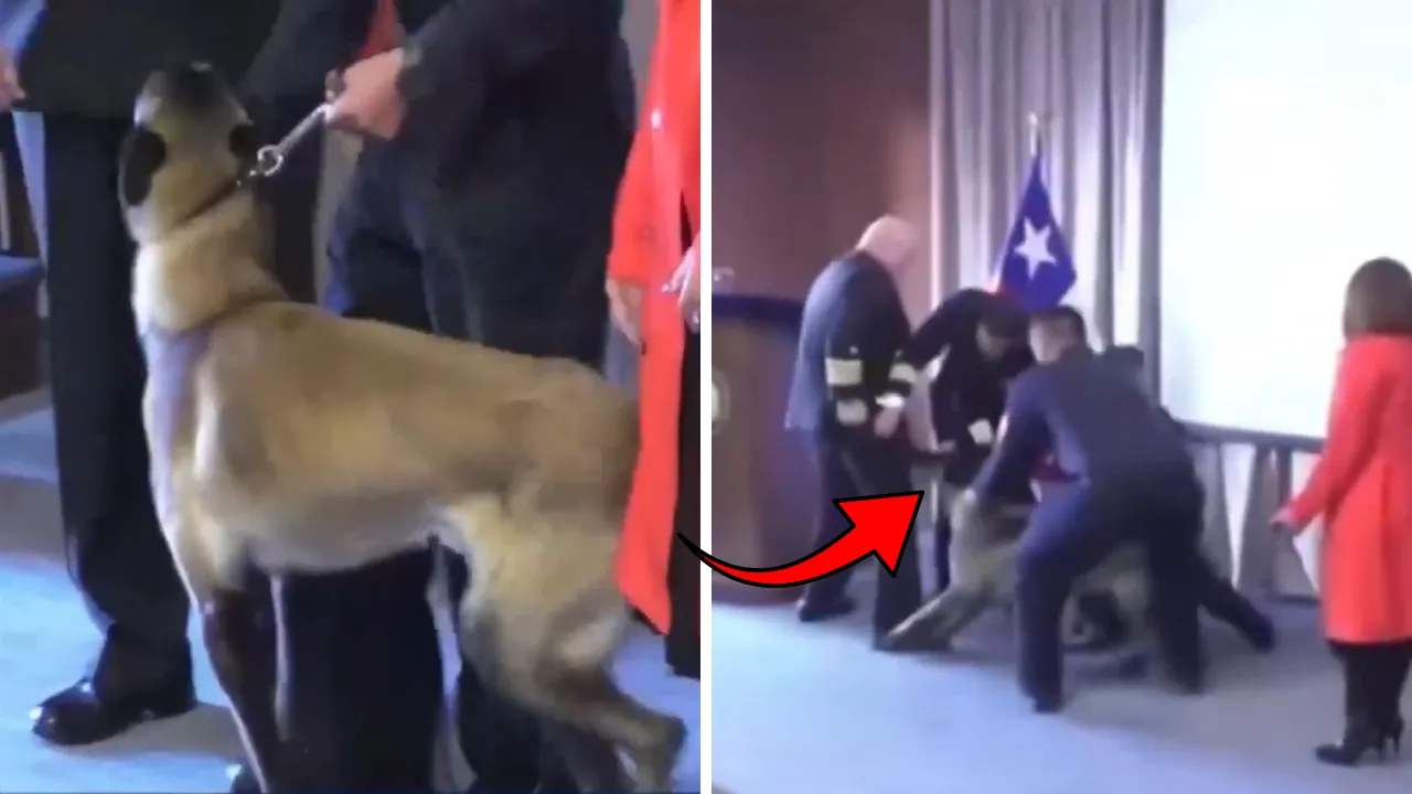 Sosyal medyanın konuştuğu olay! Üzerine narkotik köpeği atlayan tümamiral zor anlar yaşadı