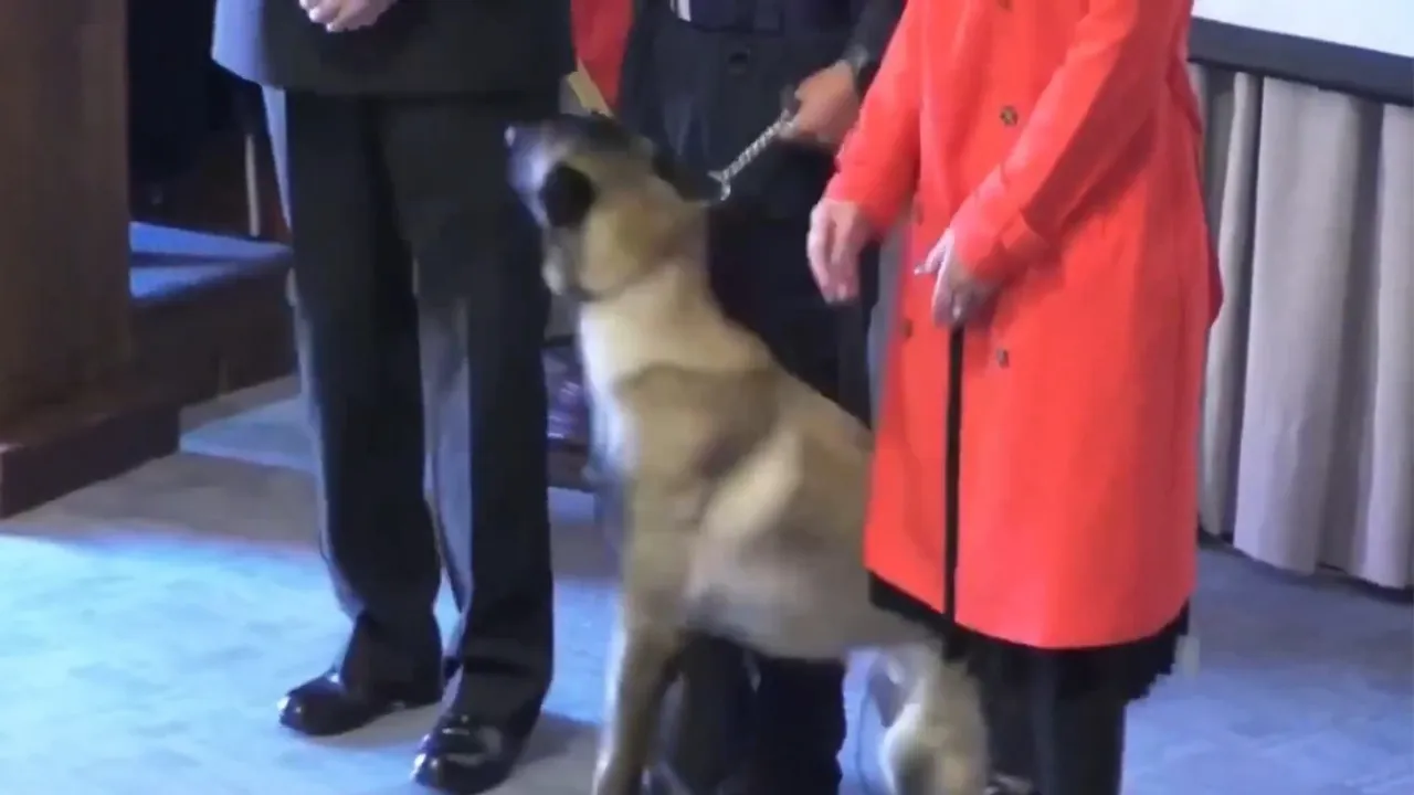 Sosyal medyanın konuştuğu olay! Üzerine narkotik köpeği atlayan tümamiral zor anlar yaşadı