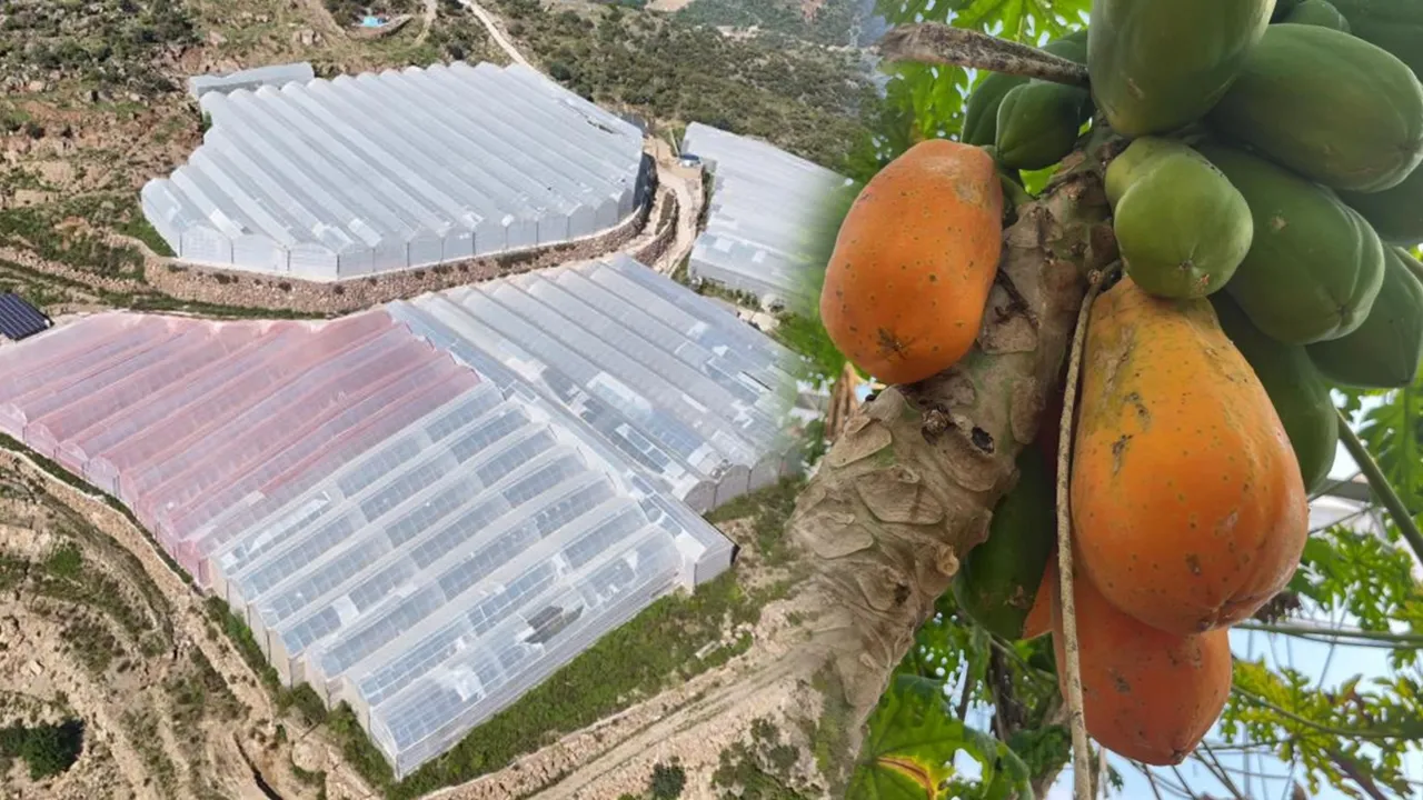 Antalya'da tropikal papaya meyvesi için hasat başladı! Kilosu 90 TL'ye kadar çıkıyor