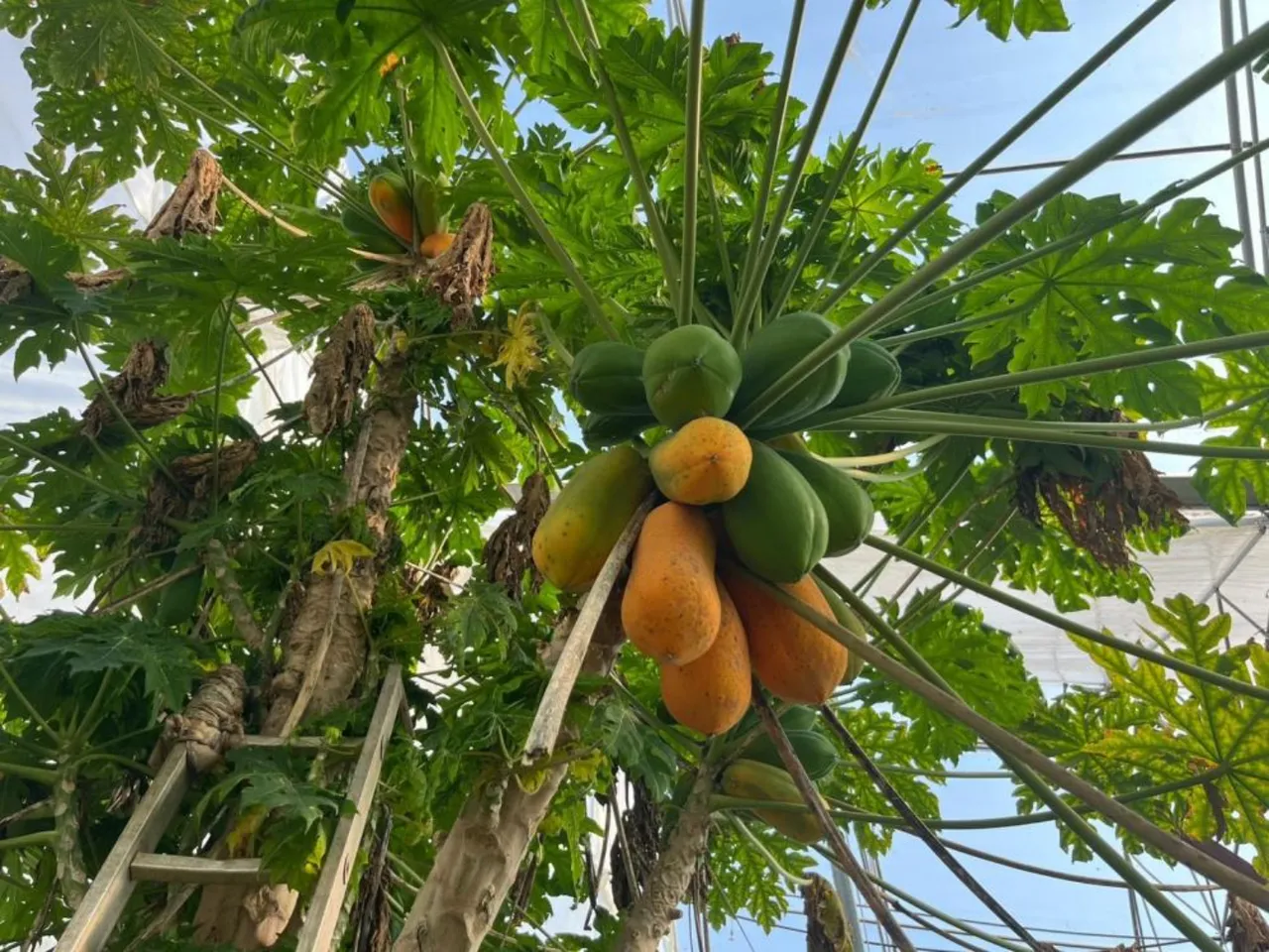 Antalya'da tropikal papaya meyvesi için hasat başladı! Kilosu 90 TL'ye kadar çıkıyor