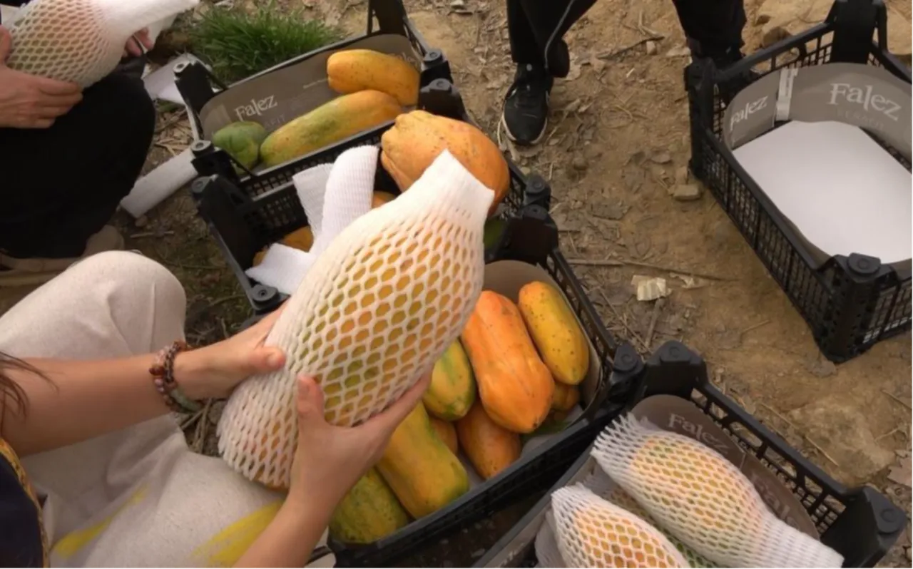 Antalya'da tropikal papaya meyvesi için hasat başladı! Kilosu 90 TL'ye kadar çıkıyor