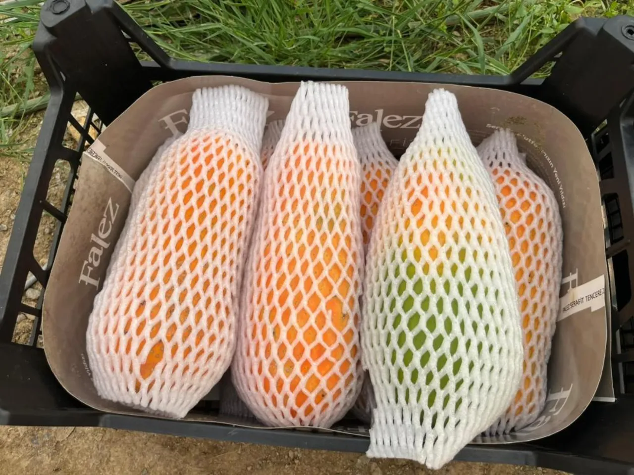 Antalya'da tropikal papaya meyvesi için hasat başladı! Kilosu 90 TL'ye kadar çıkıyor