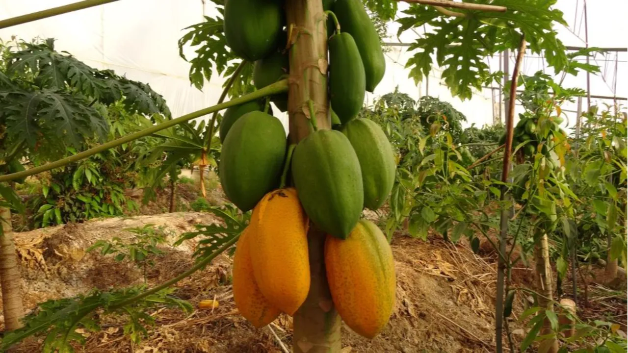 Antalya'da tropikal papaya meyvesi için hasat başladı! Kilosu 90 TL'ye kadar çıkıyor