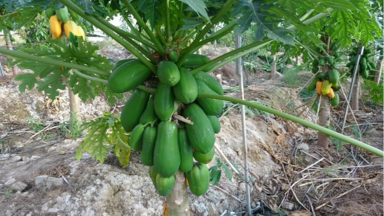 Antalya'da tropikal papaya meyvesi için hasat başladı! Kilosu 90 TL'ye kadar çıkıyor