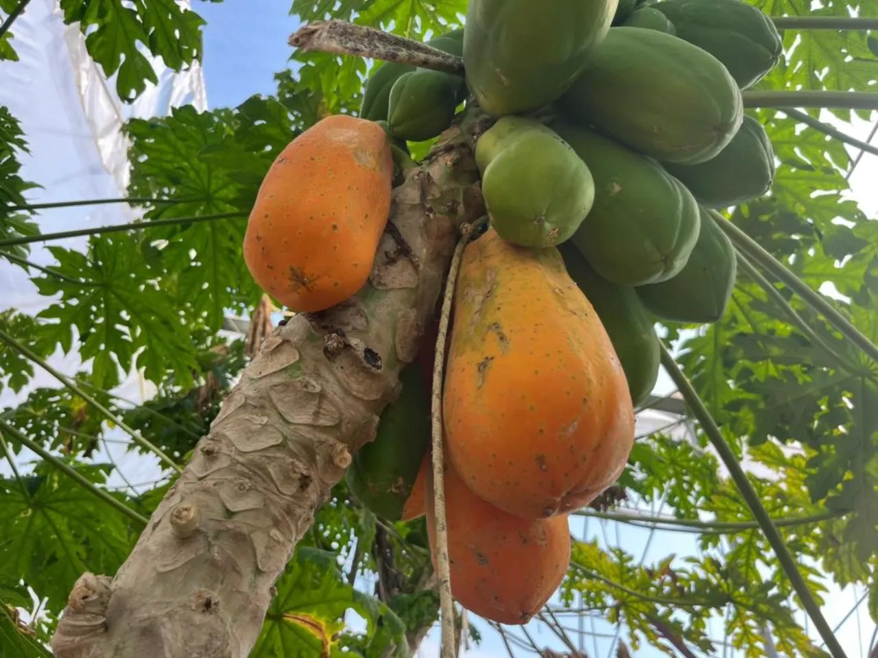 Antalya'da tropikal papaya meyvesi için hasat başladı! Kilosu 90 TL'ye kadar çıkıyor