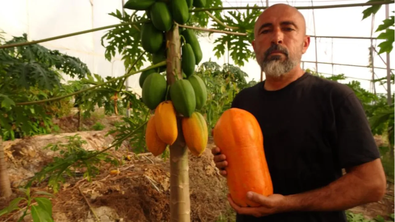 Antalya'da tropikal papaya meyvesi için hasat başladı! Kilosu 90 TL'ye kadar çıkıyor
