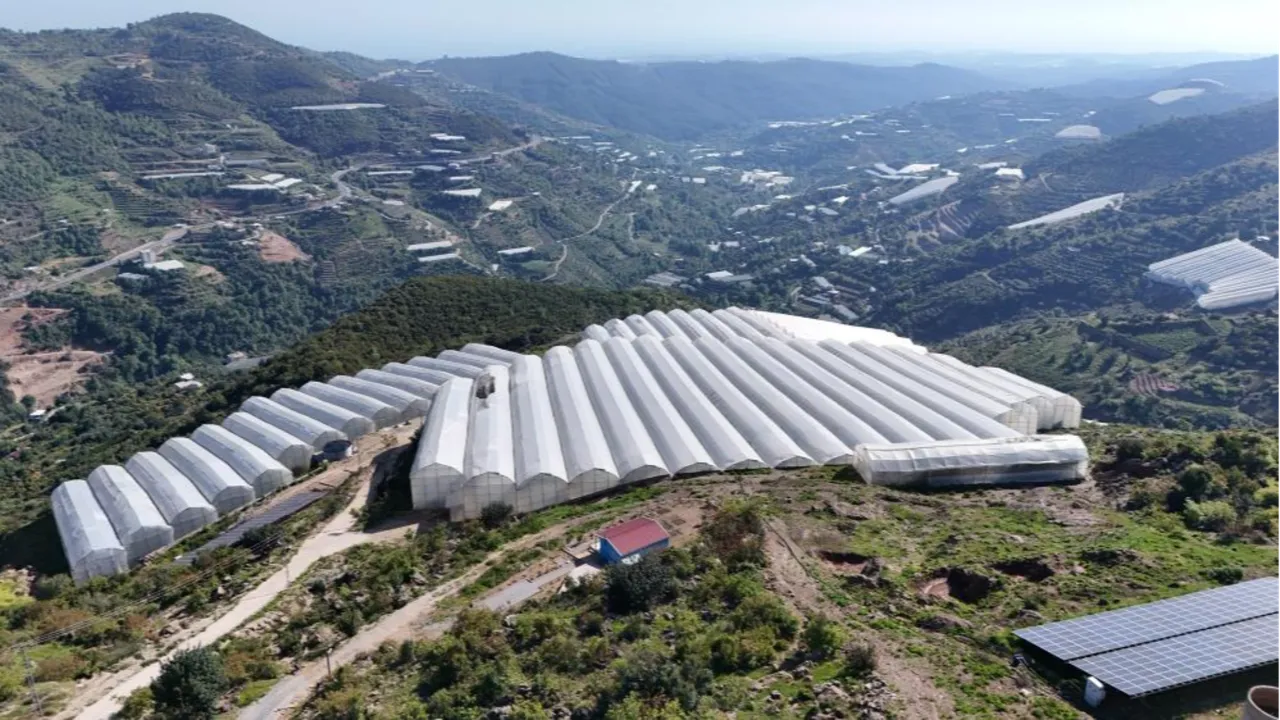 Antalya'da tropikal papaya meyvesi için hasat başladı! Kilosu 90 TL'ye kadar çıkıyor