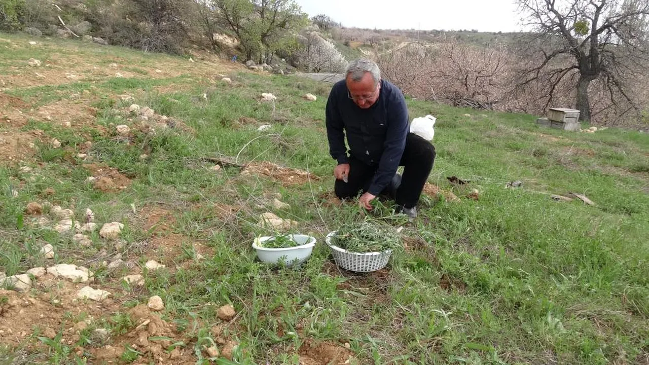 Bağırsak ve tansiyona iyi geliyor! Lavaş ekmekle tüketiyorlar... Kilosu 600 TL