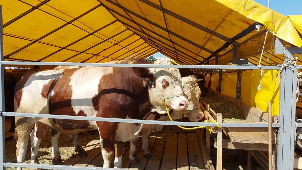 Bayrama kaç gün kaldı, Kurban Bayramı hangi güne denk geliyor?
