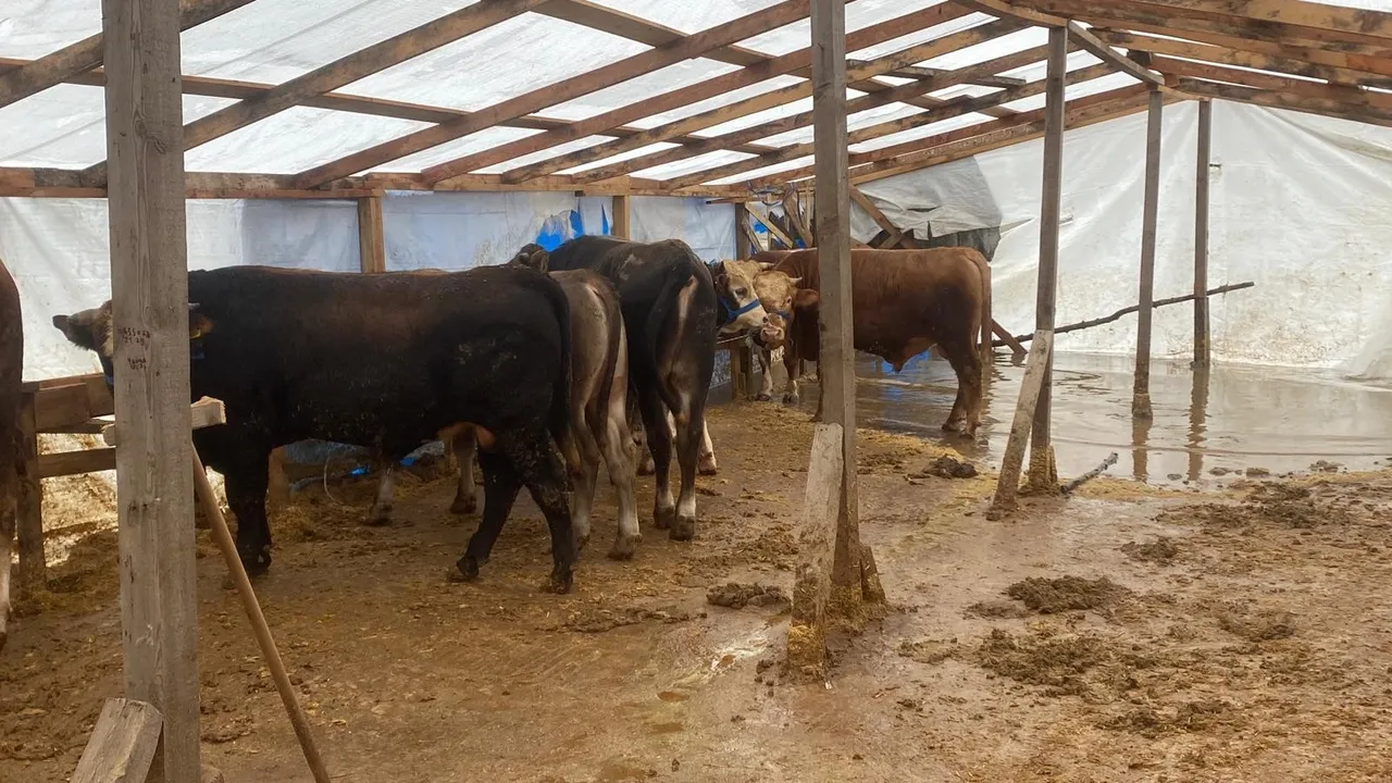Kocaelide kurban pazarını su bastı! Hayvanlar perişan oldu, acil tahliye başladı