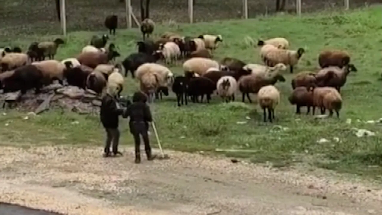 Koyun otlatırken türkü söyleyip halay çektiler! Minik çobanların neşesi gülümsetti