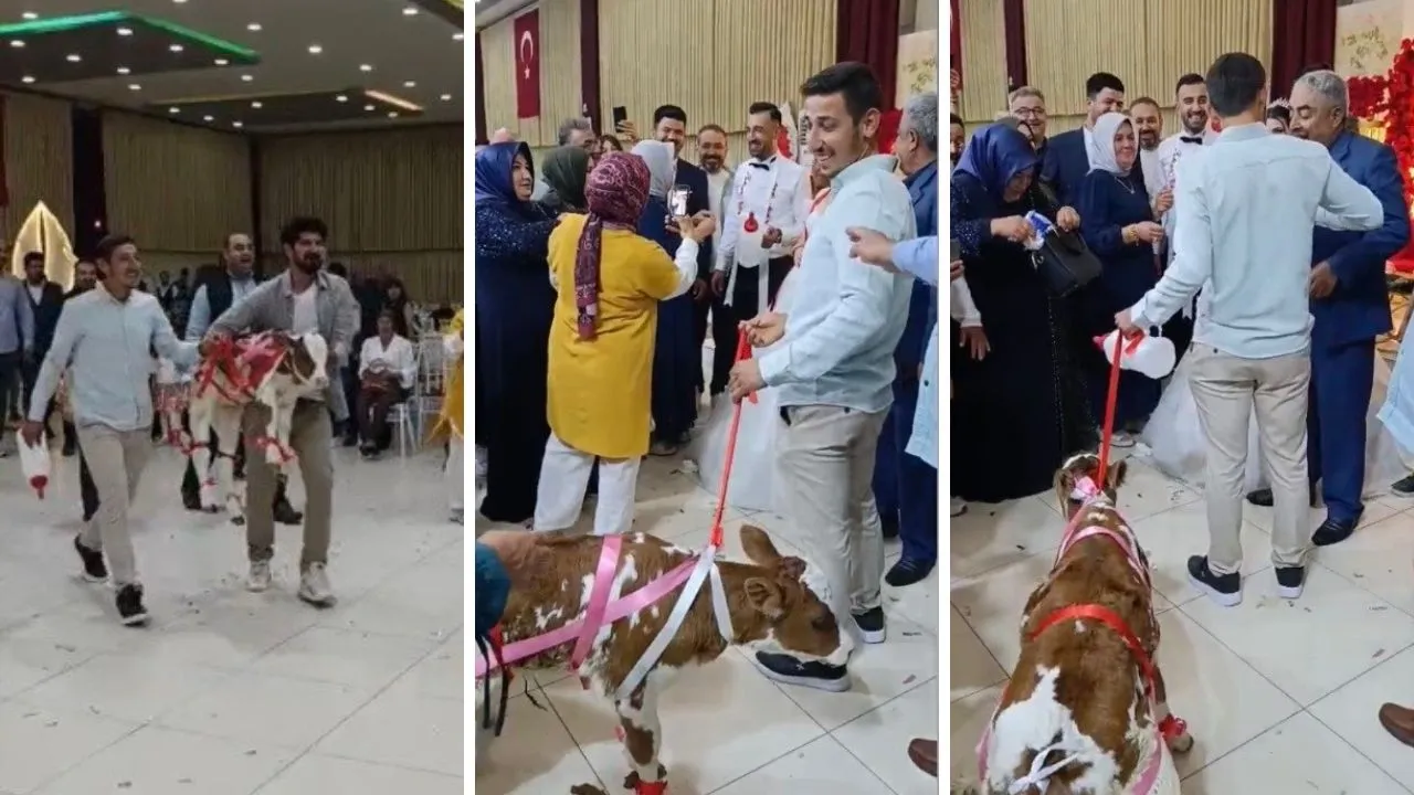 Osmaniye'de düğünde altın yerine ilginç hediye! Biberonunu bile getirdiler