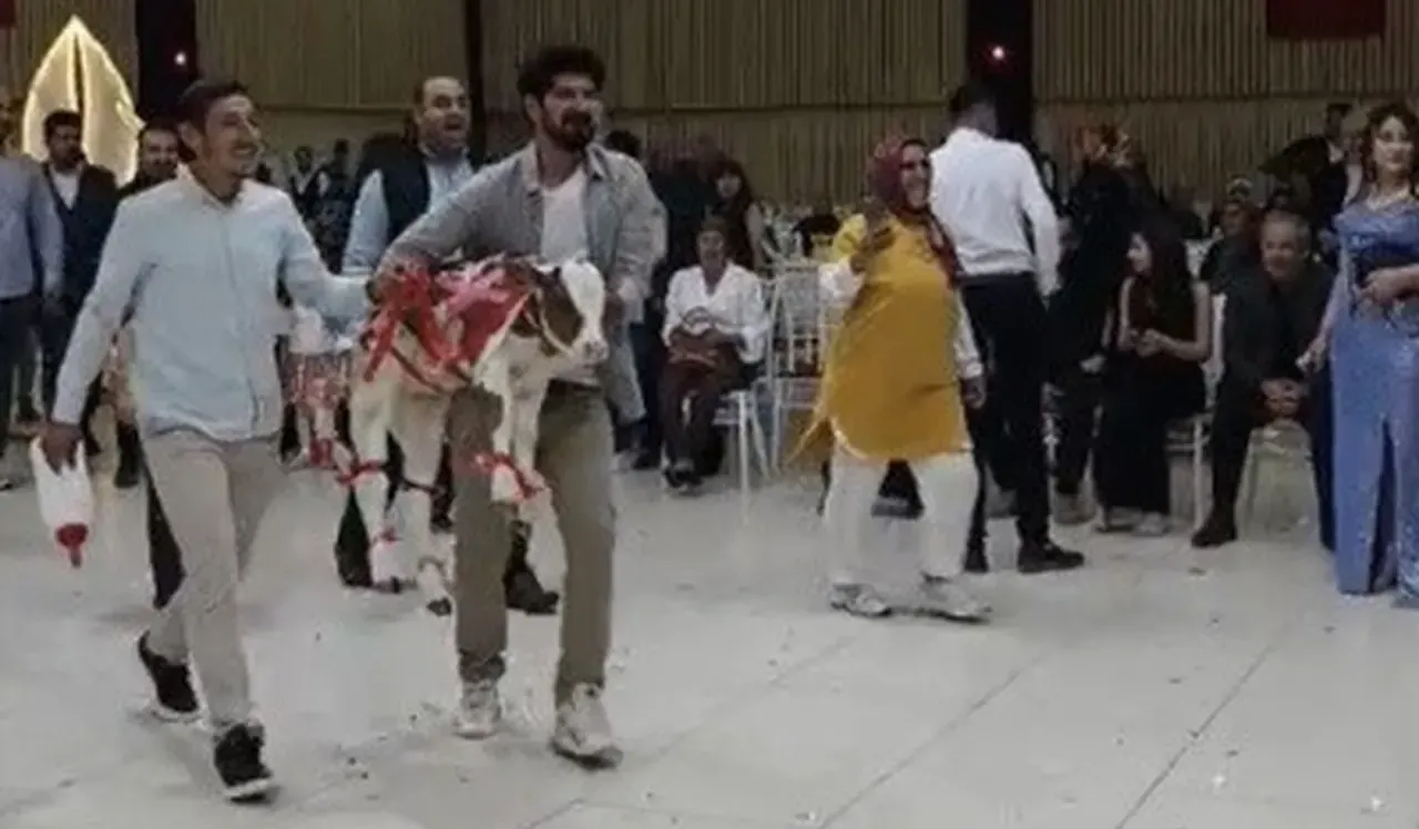 Osmaniyede düğünde altın yerine ilginç hediye! Biberonunu bile getirdiler
