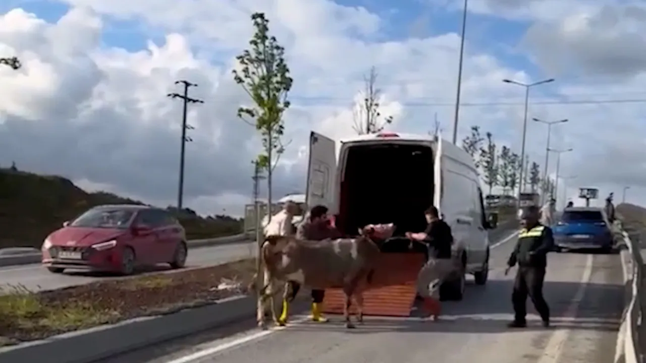Başakşehir'de hareketli dakikalar! Yola düşen kurbanlık trafiği birbirine kattı