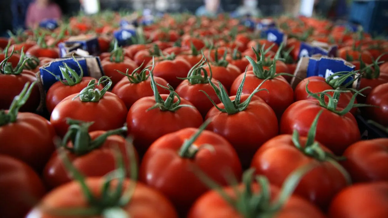 Domates cep yakıyor! Halden çıkan fiyat üçe katlandı