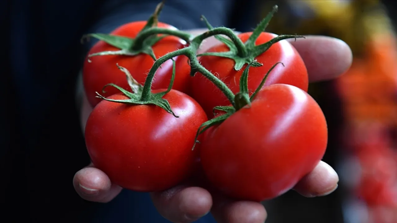 Domates cep yakıyor! Halden çıkan fiyat üçe katlandı