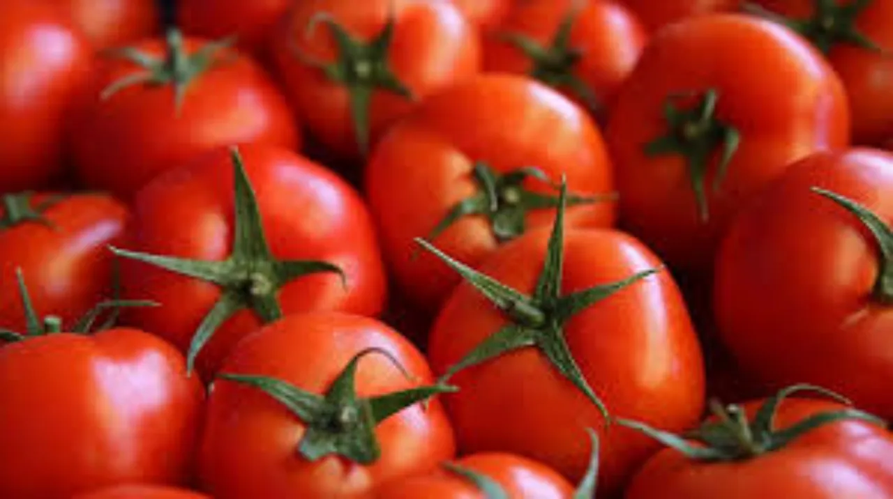 Domates cep yakıyor! Halden çıkan fiyat üçe katlandı