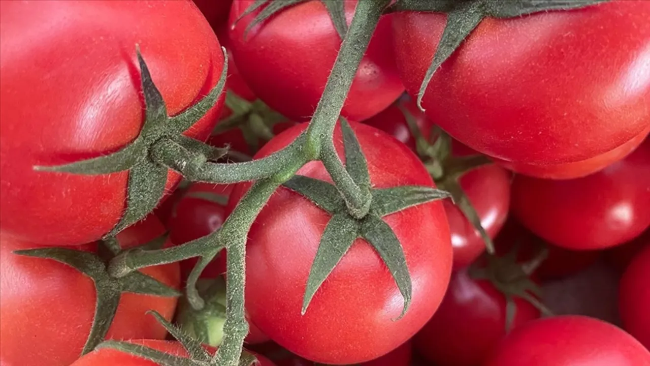 Domates cep yakıyor! Halden çıkan fiyat üçe katlandı