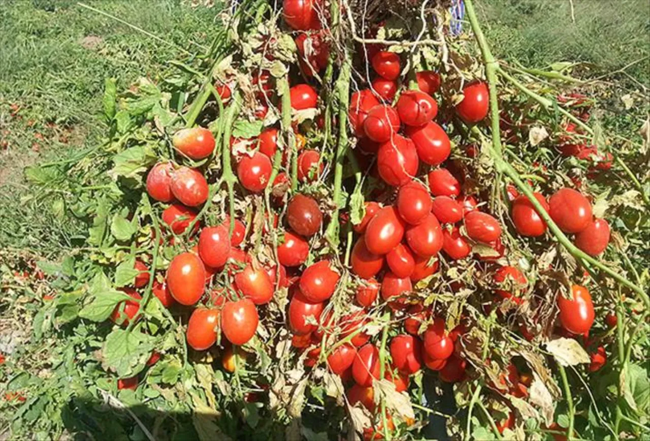 Domates cep yakıyor! Halden çıkan fiyat üçe katlandı