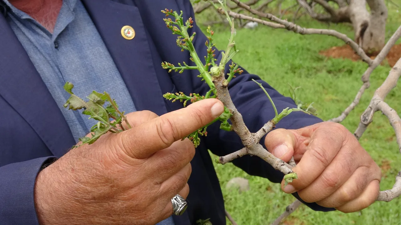 Gaziantep’e ‘süper hücre’ darbesi! Fıstık, ceviz, zeytin…Tüm ağaçlar söküldü, hasar çok büyük