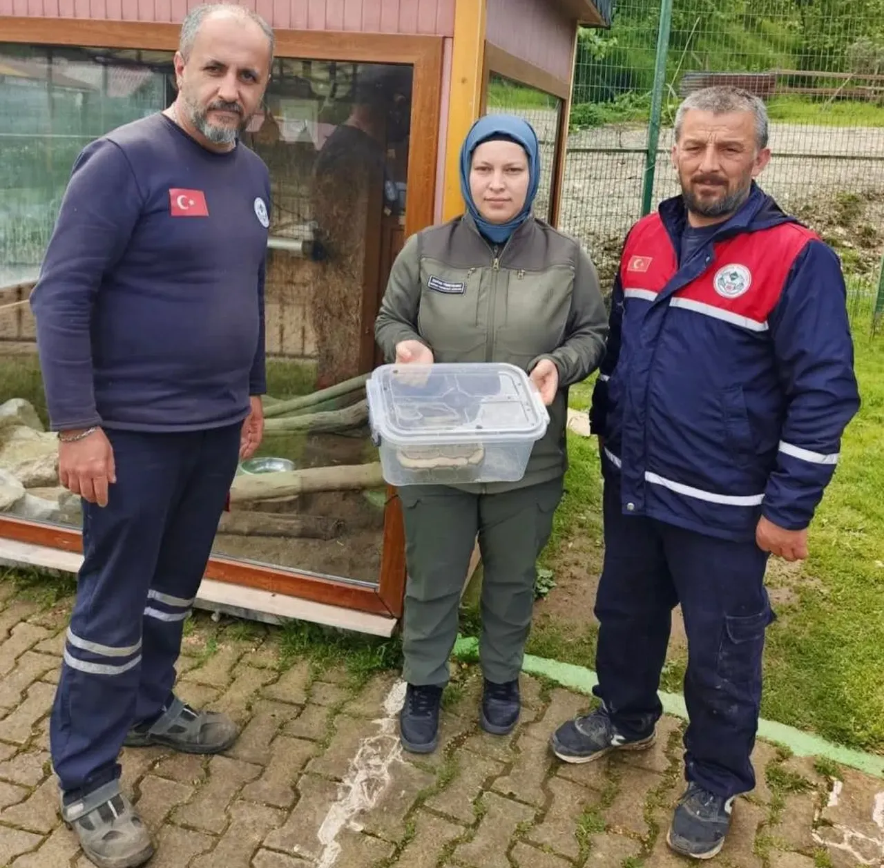 Orduda yasa dışı bulundurulan piton yılanı ele geçirildi
