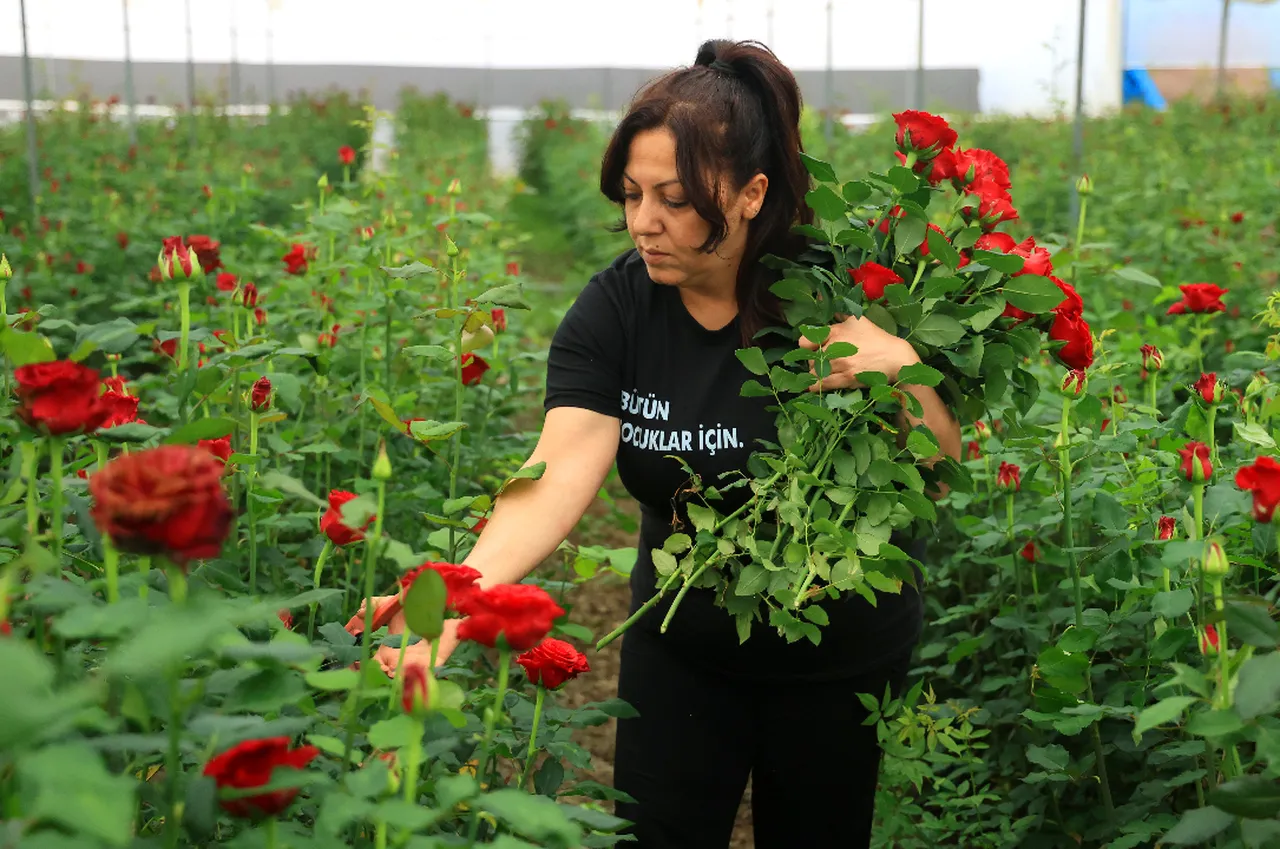 Üretici dertli! Çiçekçilerde tanesi 100 liraya satılan gül, tarlada bakın kaç lira