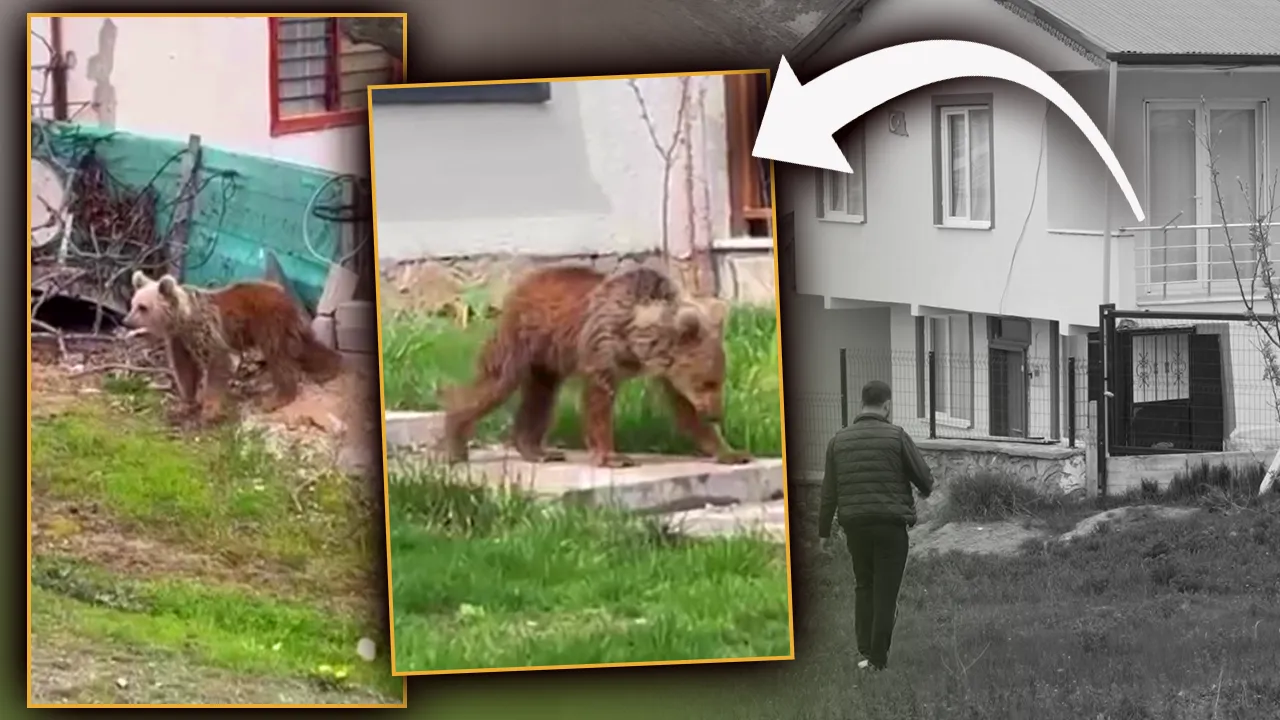 Bir ilçe diken üstünde! Sokak sokak geziyor, ayılar 1 haftadır mesken tuttu... Çocuklar okula gidemiyor 