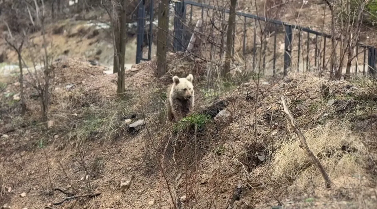 Bir ilçe diken üstünde! Sokak sokak geziyor, ayılar 1 haftadır mesken tuttu... Çocuklar okula gidemiyor