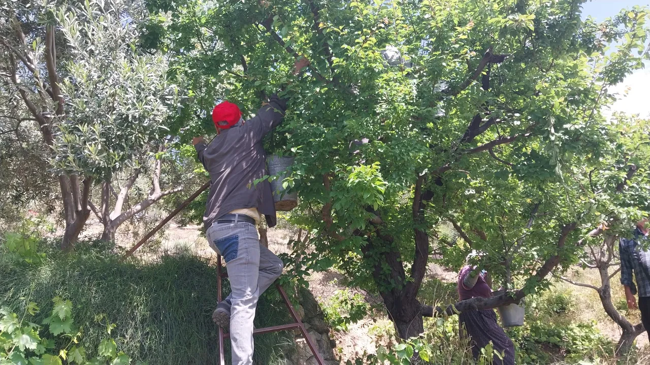 Hasadı rekor fiyatla başlamıştı! 10 bin TL’ye alıcı bulan erik 170 TL’ye düştü