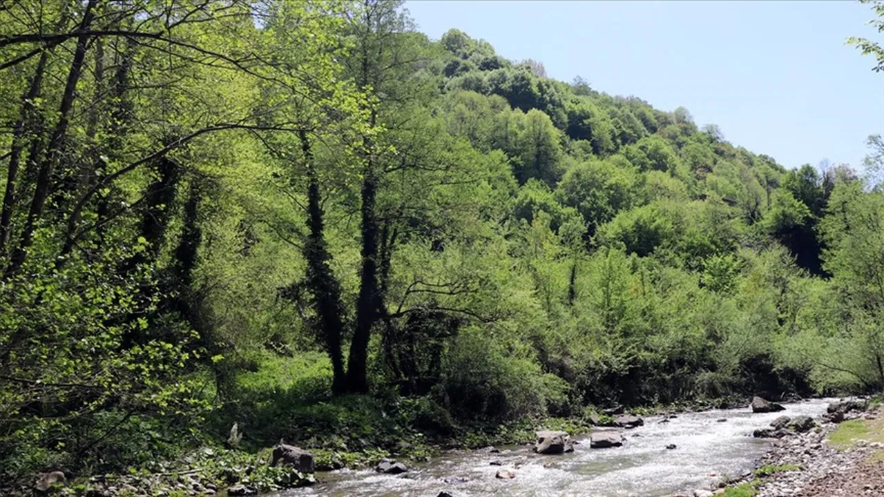 Kocaeli Valiliği, tarih verdi! Ormanlara girişler yasaklandı