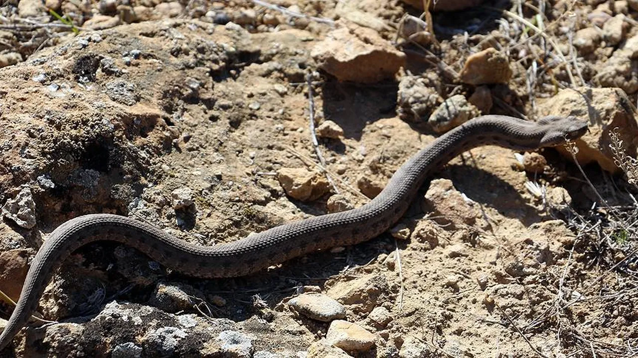 Önce Bolu şimdi Elazığ’da görüldü! Bir ısırığı 10 dakikada öldürüyor... Toprakta fark edilmesi çok zor