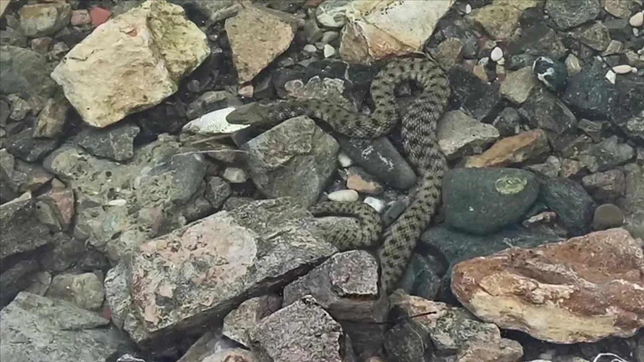 Önce Bolu şimdi Elazığ’da görüldü! Bir ısırığı 10 dakikada öldürüyor... Toprakta fark edilmesi çok zor