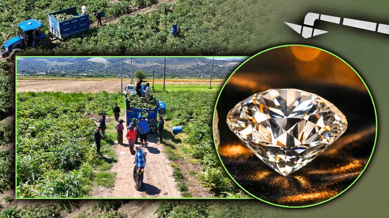‘Yeşil elmas’ın hasadı başladı! Yevmiyesi 1200 TL, en derin yerlerden çıkıyor… Tarlada 35, markette 50 TL!