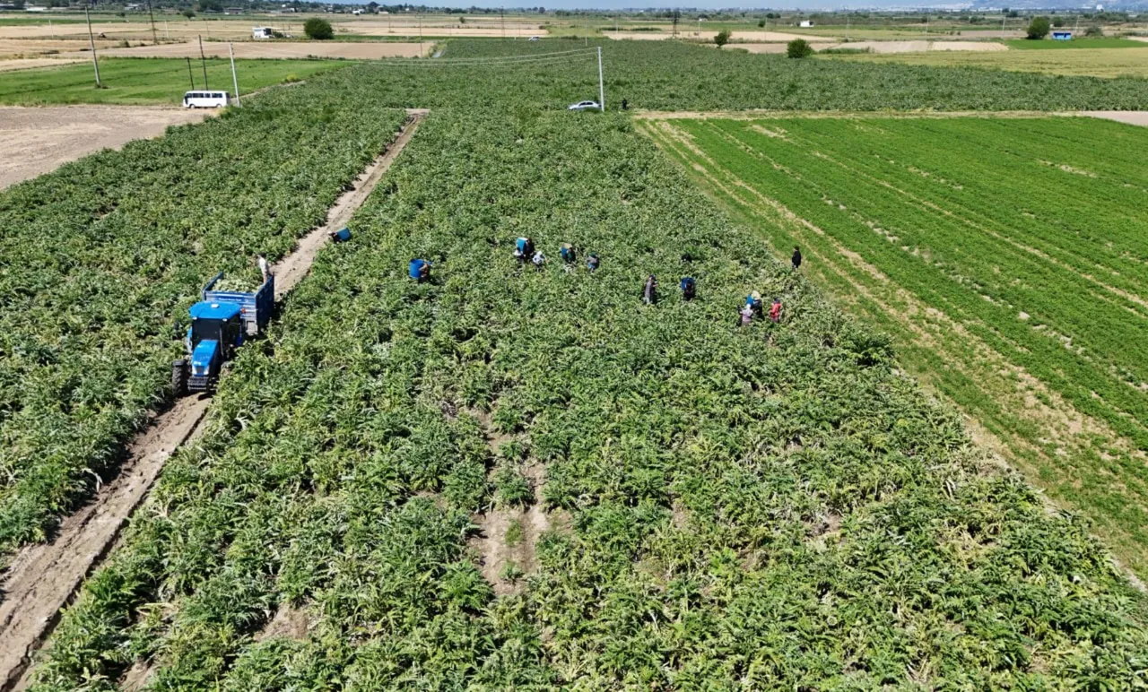 ‘Yeşil elmas’ın hasadı başladı! Yevmiyesi 1200 TL, en derin yerlerden çıkıyor… Tarlada 35, markette 50 TL!