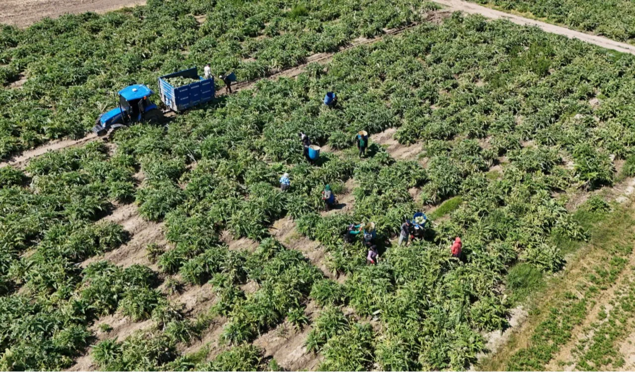 ‘Yeşil elmas’ın hasadı başladı! Yevmiyesi 1200 TL, en derin yerlerden çıkıyor… Tarlada 35, markette 50 TL!
