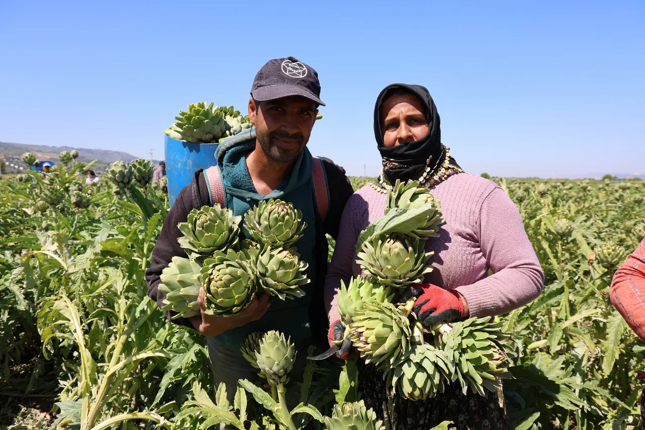 ‘Yeşil elmas’ın hasadı başladı! Yevmiyesi 1200 TL, en derin yerlerden çıkıyor… Tarlada 35, markette 50 TL!