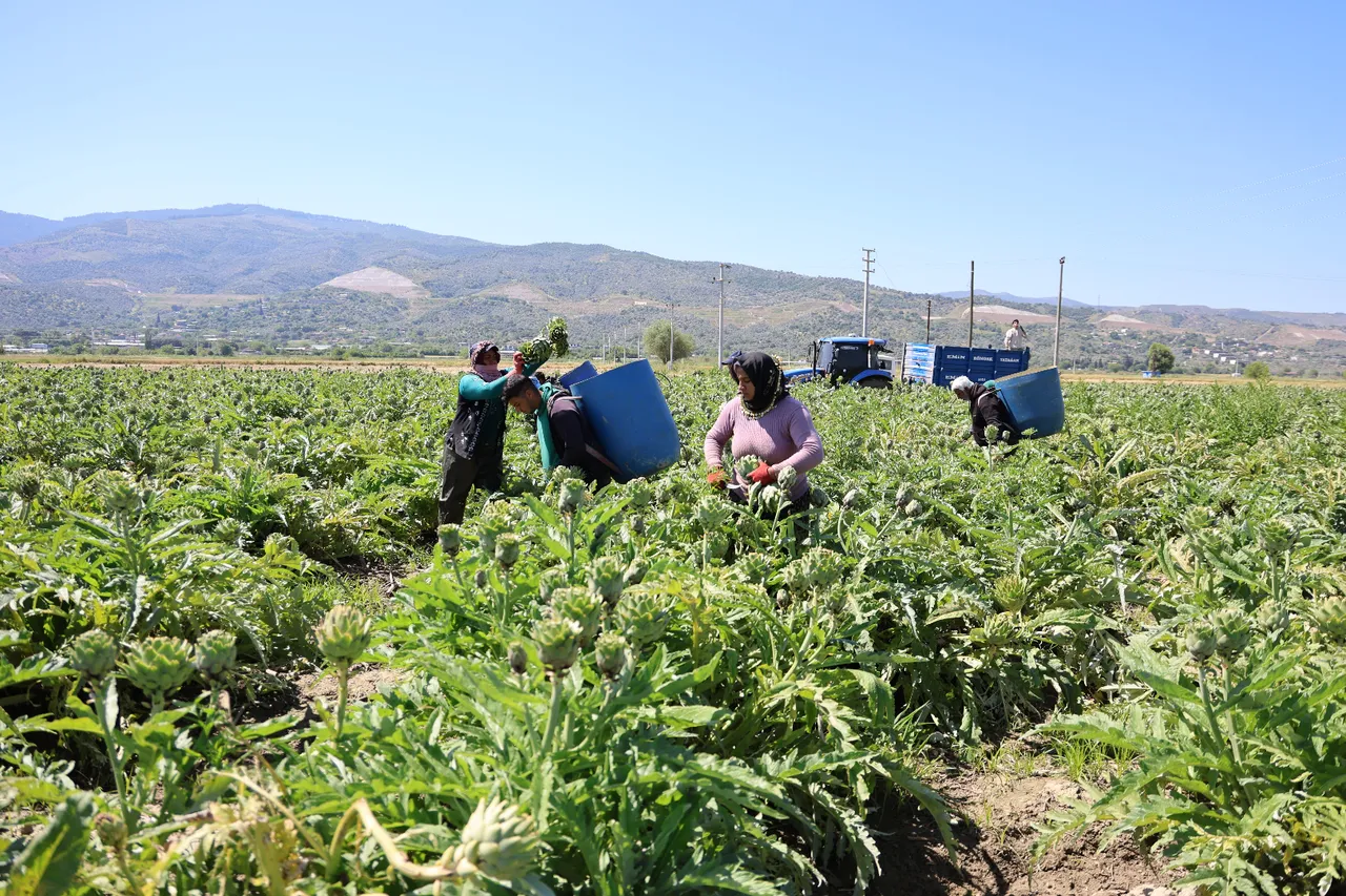 ‘Yeşil elmas’ın hasadı başladı! Yevmiyesi 1200 TL, en derin yerlerden çıkıyor… Tarlada 35, markette 50 TL!