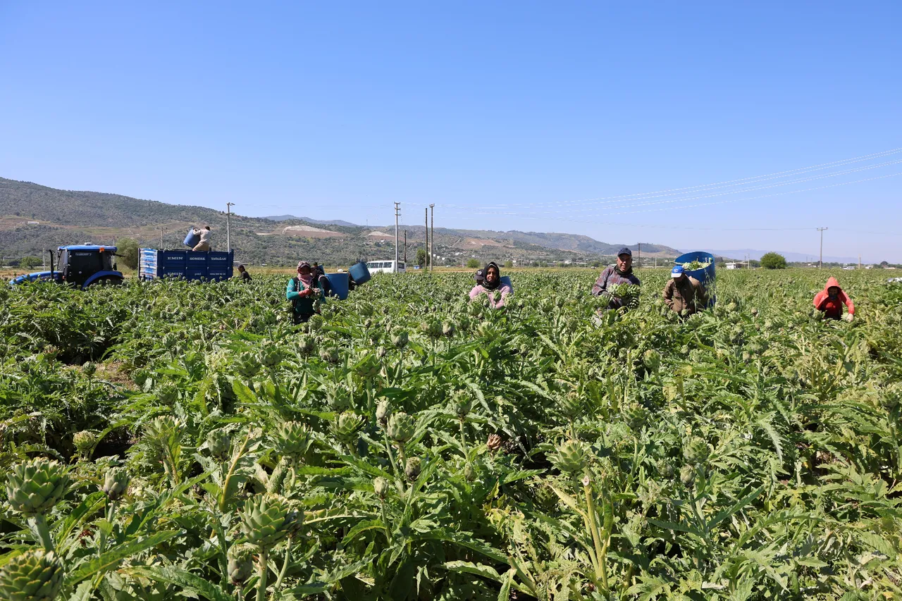 ‘Yeşil elmas’ın hasadı başladı! Yevmiyesi 1200 TL, en derin yerlerden çıkıyor… Tarlada 35, markette 50 TL!