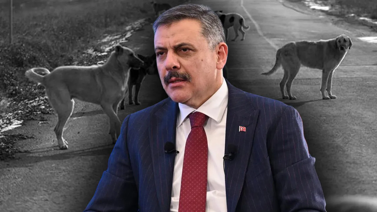 Sokak hayvanları sorunu çözülüyor! Bakan Çiftçi takvimi açıkladı 