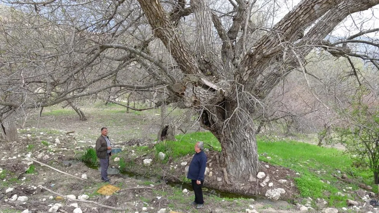 Dedelerden miras kaldı! Zamana direniyor: 270 yıldır dimdik ayakta