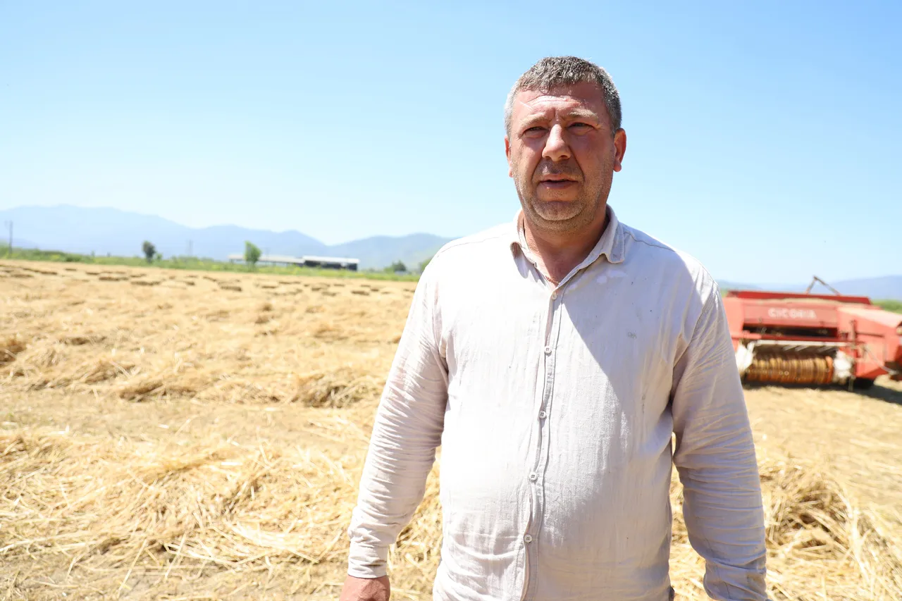 Hasat başladı, tarlada yoğun mesai! Geçen yıl 150 liraydı, bu yıl 300