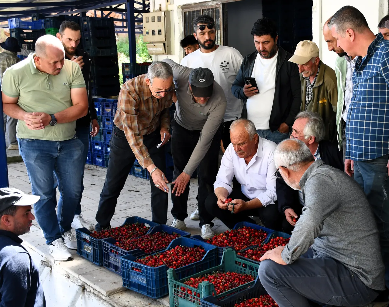 40 liradan başlıyor 330 liraya kadar çıkıyor! Kirazda açık artıma usulü…  İstanbul, Bursa ve Eskişehirden gelen var